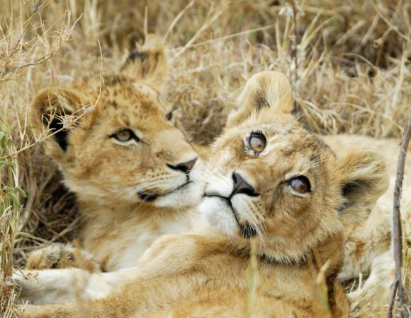 4 Days & 3 Nights Northern Tanzania Safari