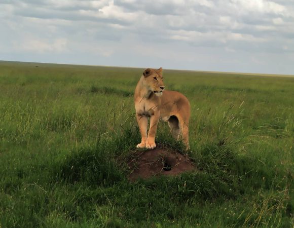 6 days luxury safari in Northern Circuit