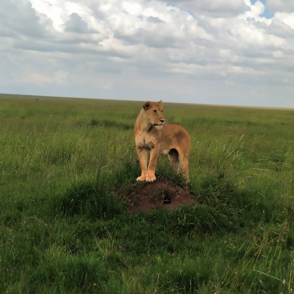 6 days luxury safari in Northern Circuit