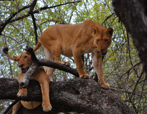 3 Days Northern Tanzania Safari