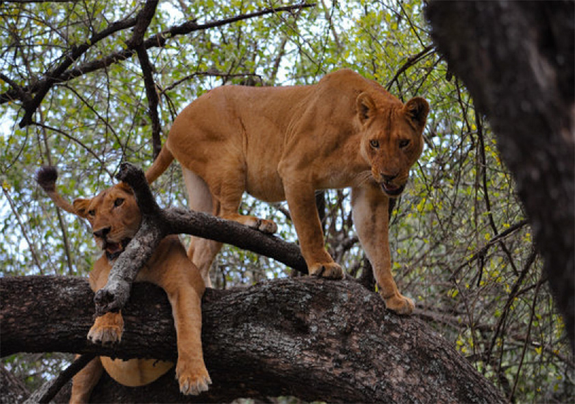 3 Days Northern Tanzania Safari