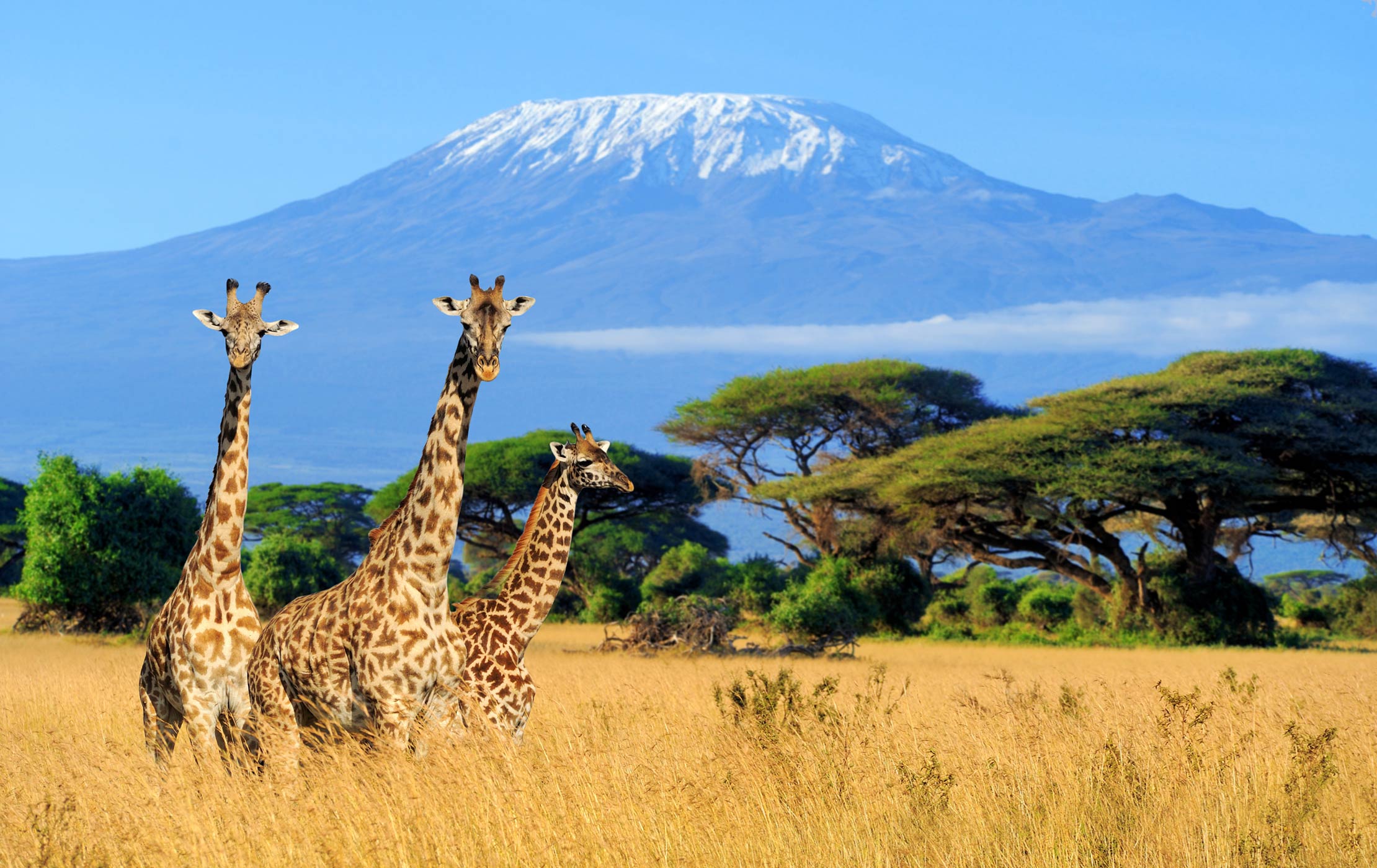 Mt Kilimanjaro