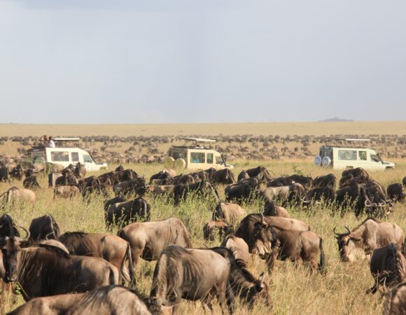 5 Days Ndutu Migration Safari